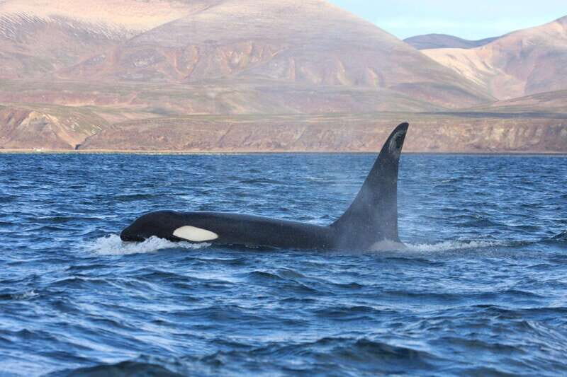La Paz - Ocean Safari: find dolphins, orcas, and sea lions - The Sum Up: Is the Ocean Safari Worth It?