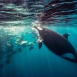 La Paz or La Ventana: Ocean Safari - The Price and What You Get