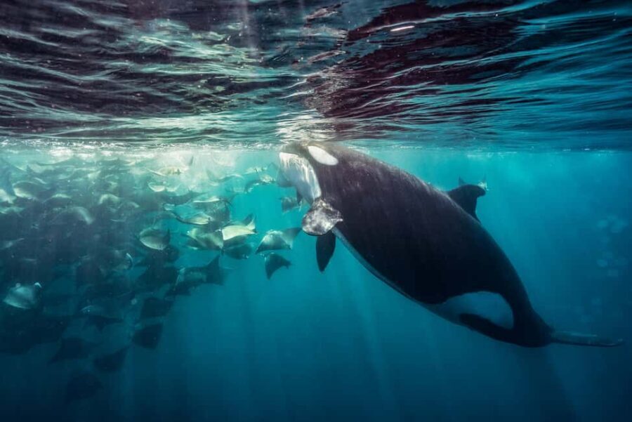 La Paz or La Ventana: Ocean Safari - The Price and What You Get
