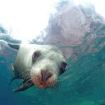 La Paz: Sea Lion Snorkeling at Espirtu Santo Island - Who Will Love This Trip?