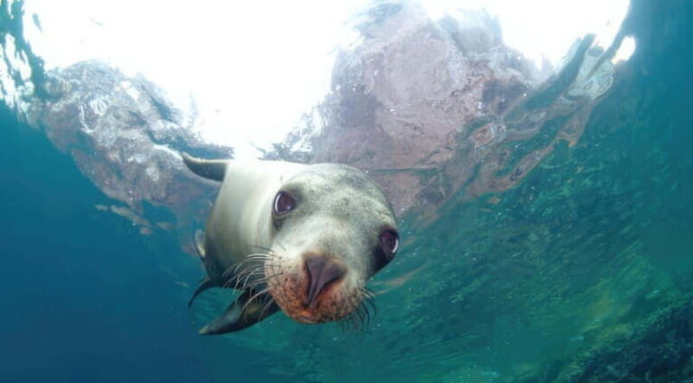 La Paz: Sea Lion Snorkeling at Espirtu Santo Island - Who Will Love This Trip?