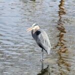 LA River Eco Tour and Secret Stair Hike - Practical Details and Tips