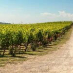 La Sala del Torriano Wine Experience - Who Would Love This Tour?
