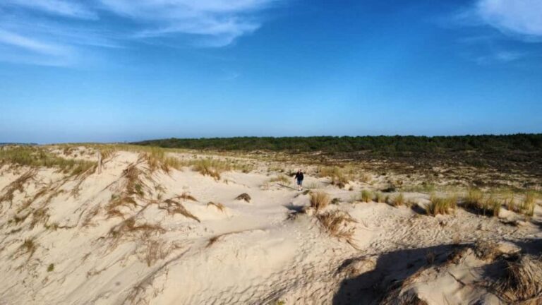 La Tremblade: Hiking in the Forêt Domaniale de la Coubre - Why This Experience Is Worth Considering