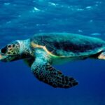 Laganas Zakynthos: Marathonissi, Keri Caves and Turtles Spot - The Sum Up