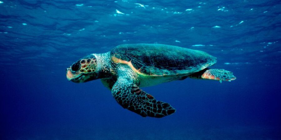 Laganas Zakynthos: Marathonissi, Keri Caves and Turtles Spot - The Sum Up