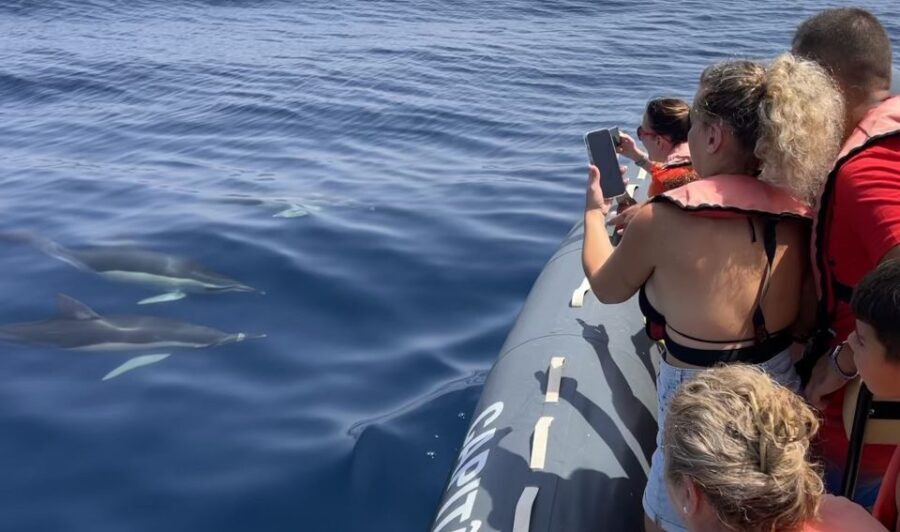 Lagoa: Dolphin Watching & Benagil Tour with Biologist Guide - An In-Depth Look at the Tour Experience