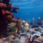 Lagoon Explorer - Ningaloo Reef Full-Day Kayaking and Snorkeling Adventure - Who Will Love This Tour?