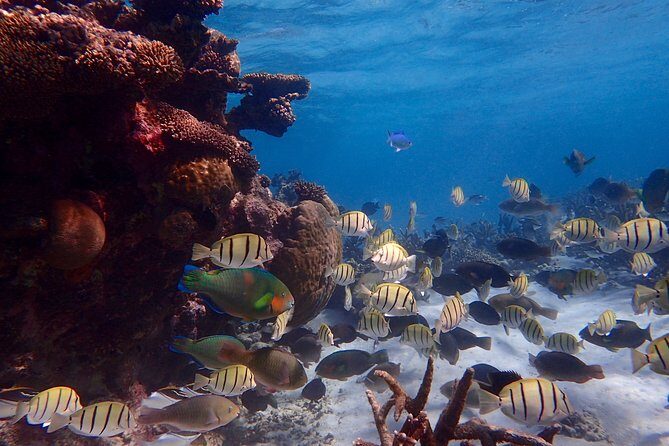 Lagoon Explorer - Ningaloo Reef Full-Day Kayaking and Snorkeling Adventure - Who Will Love This Tour?