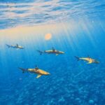 Lagoon Tour - Discover the magnificent lagoon of Moorea - Itinerary Breakdown: What to Expect at Each Stop