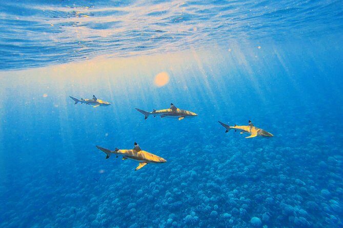 Lagoon Tour - Discover the magnificent lagoon of Moorea - Itinerary Breakdown: What to Expect at Each Stop