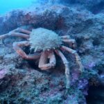 Lagos: 2 Dives on the local Reefs (FOR CERTEFID DIVERS ONLY) - FAQ