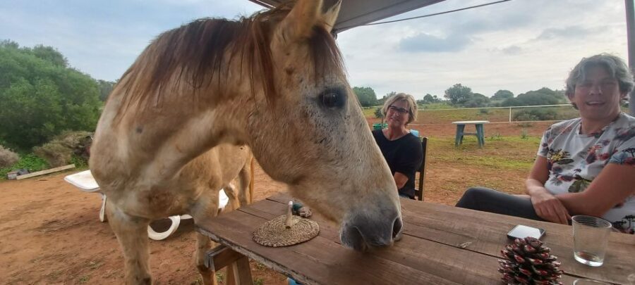 Lagos: A walk with a rescued horse at the sanctuary - A detailed look at the experience