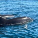 Lagos: Dolphin Watching Tour - Detailed Review of the Lagos Dolphin Watching Tour