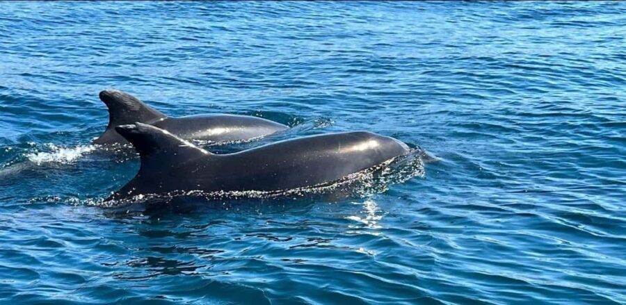 Lagos: Dolphin Watching Tour - Detailed Review of the Lagos Dolphin Watching Tour