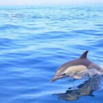 Lagos: Dolphin Watching with Professional Marine Biologists - Why This Tour Offers Great Value
