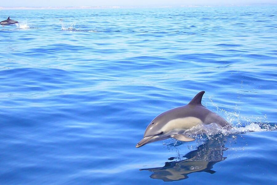 Lagos: Dolphin Watching with Professional Marine Biologists - Why This Tour Offers Great Value