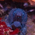 Lagos: Guided Scuba Diving Trip for Beginners - A Deep Dive into the Experience