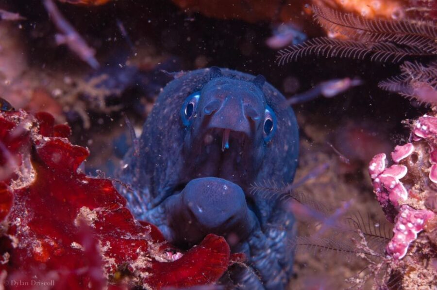 Lagos: Guided Scuba Diving Trip for Beginners - A Deep Dive into the Experience
