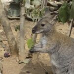 Lagos Zoo Admission Ticket - Exploring Lagos Zoo: What to Expect