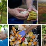Lahaina: Maui Ku'ia Estate Guided Cacao Farm Tour & Tasting - A Detailed Look at the Maui Ku’ia Estate Chocolate Tour