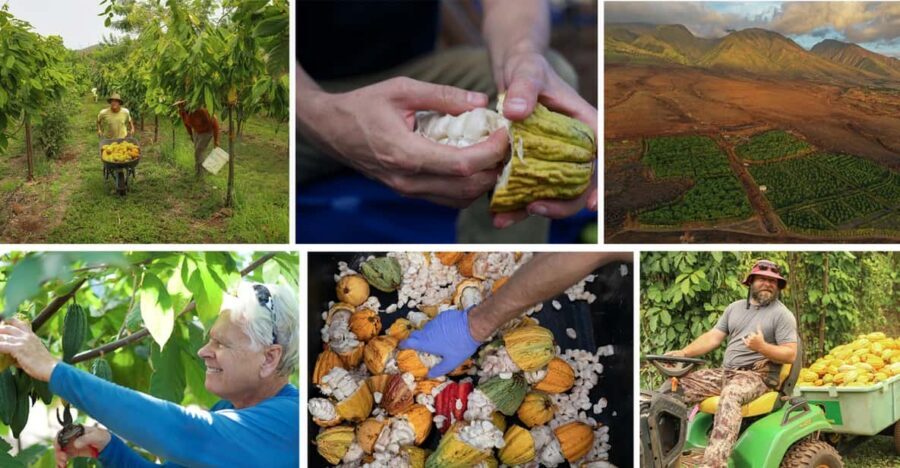 Lahaina: Maui Ku'ia Estate Guided Cacao Farm Tour & Tasting - A Detailed Look at the Maui Ku’ia Estate Chocolate Tour