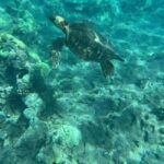 Lahaina: Olowalu Coral Reef Snorkeling Tour - FAQ