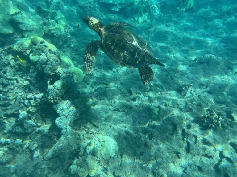 Lahaina: Olowalu Coral Reef Snorkeling Tour - FAQ