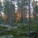 Lahti: Guided Hiking Tour to Kalliojärvi Lake - Who Is This Tour Best For?