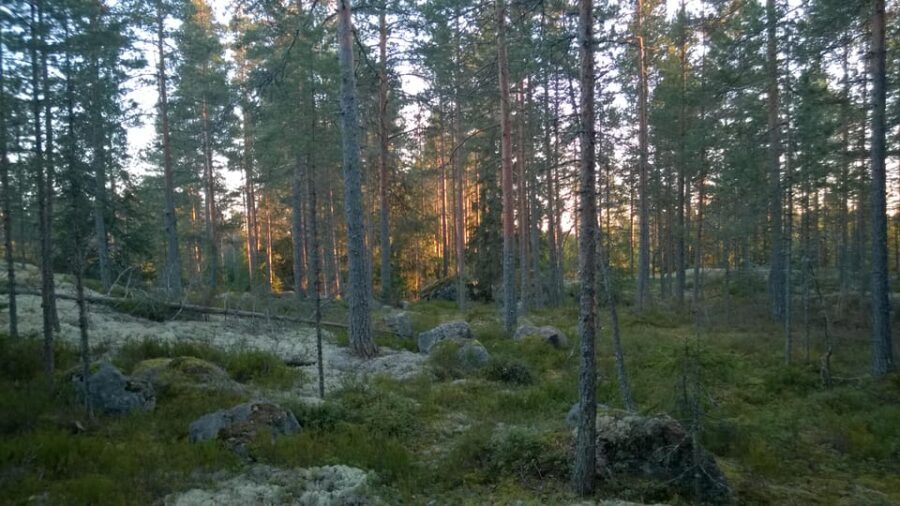 Lahti: Guided Hiking Tour to Kalliojärvi Lake - Who Is This Tour Best For?