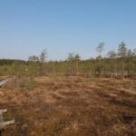 Lahti: Guided Nature Walk The Heart of The Swamp - Exploring Lahti’s Natural Beauty: A Detailed Review