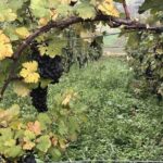 Lake Como & UNESCO Dry-stone Walls Vineyards - Why This Tour Offers Great Value