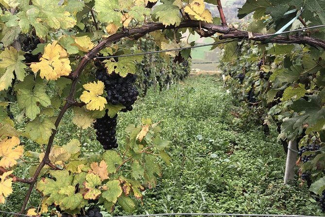 Lake Como & UNESCO Dry-stone Walls Vineyards - Why This Tour Offers Great Value