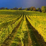 Lake Country: Full-Day Wine Tour with Tastings - An In-Depth Look at the Lake Country Wine Tour