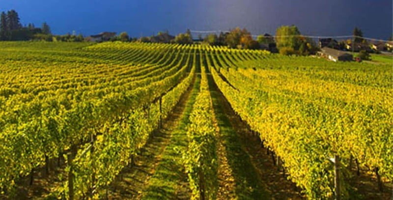 Lake Country: Full-Day Wine Tour with Tastings - An In-Depth Look at the Lake Country Wine Tour