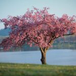 Lake District Tour and Windermere Cruise from Manchester - Why You Should Consider This Tour