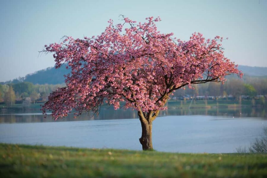 Lake District Tour and Windermere Cruise from Manchester - Why You Should Consider This Tour