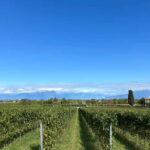 Lake Garda: Wine Tasting and Myths Tour with Local Snacks - Why This Tour Works for Travelers
