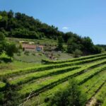 Lake Garda: Winery Tour and Wine Tasting in Valpolicella - Who Should Consider This Tour?