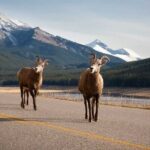 Lake Louise Moraine Lake Icefield Parkway Full Day Private Tour - Authentic Traveler Perspectives