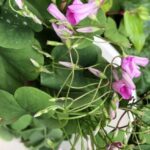 Lake Nemi: Herbs of the Moon Sensory Farm Visit - What Makes This Experience a Standout?
