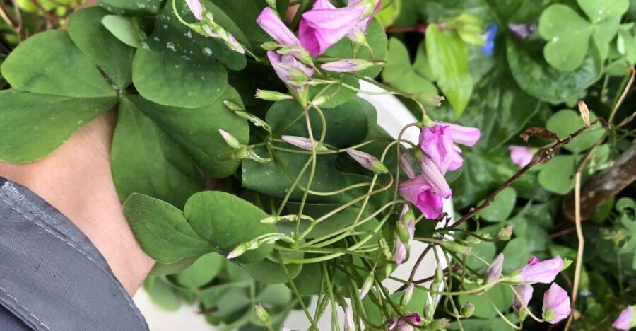 Lake Nemi: Herbs of the Moon Sensory Farm Visit - What Makes This Experience a Standout?