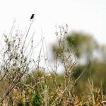 Lake Skadar: Early-morning Birdwatching and Photography Tour - An In-Depth Look at the Tour