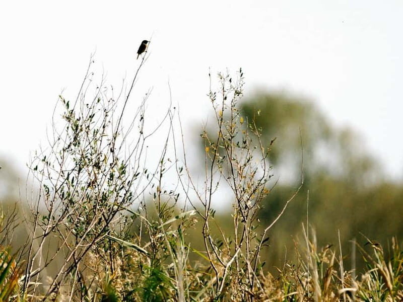 Lake Skadar: Early-morning Birdwatching and Photography Tour - An In-Depth Look at the Tour