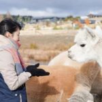 Lake Tekapo High Country Farm Tour (Carbon Positive) - Final Thoughts: Is It Worth Your Time?