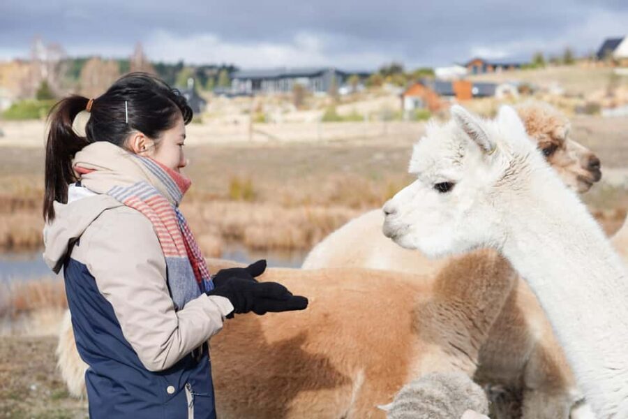 Lake Tekapo High Country Farm Tour (Carbon Positive) - Final Thoughts: Is It Worth Your Time?