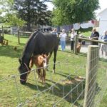 Lancaster: Amish Experience Visit-in-Person Tour of 3 Farms - FAQs