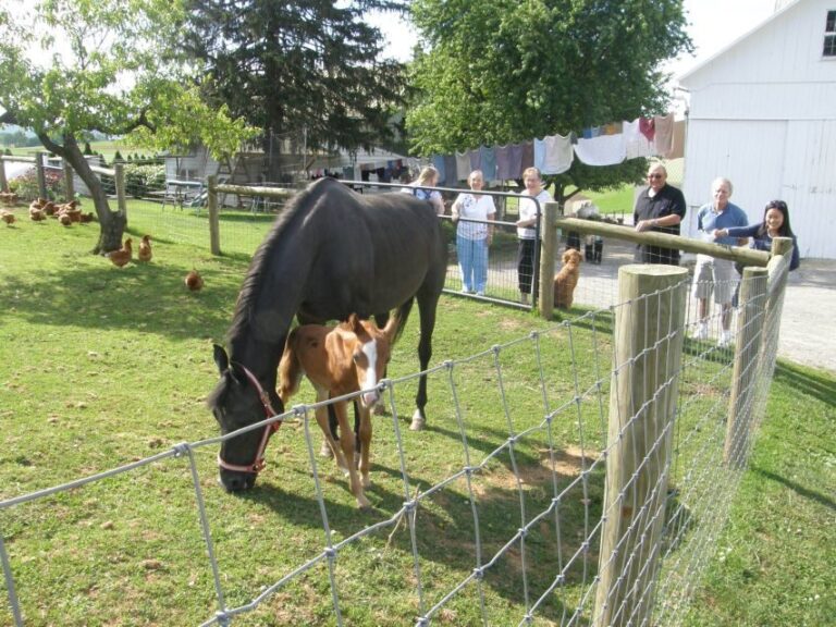 Lancaster: Amish Experience Visit-in-Person Tour of 3 Farms - FAQs