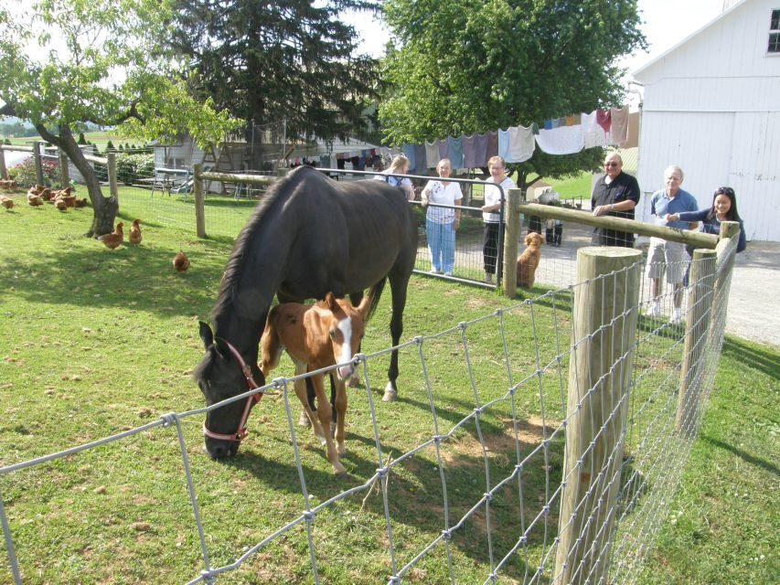 Lancaster: Amish Experience Visit-in-Person Tour of 3 Farms - FAQs