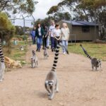 Land of the Lemurs Experience & a Day at Monarto Safari Park - Practical Details and Tips for Your Visit